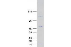 Image no. 1 for Ribosomal Protein L38 (RPL38) (Transcript Variant 2) protein (Myc-DYKDDDDK Tag) (ABIN2731147)