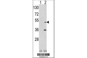 Image no. 1 for anti-Aurora Kinase A (AURKA) (AA 90-120), (N-Term) antibody (ABIN392389)