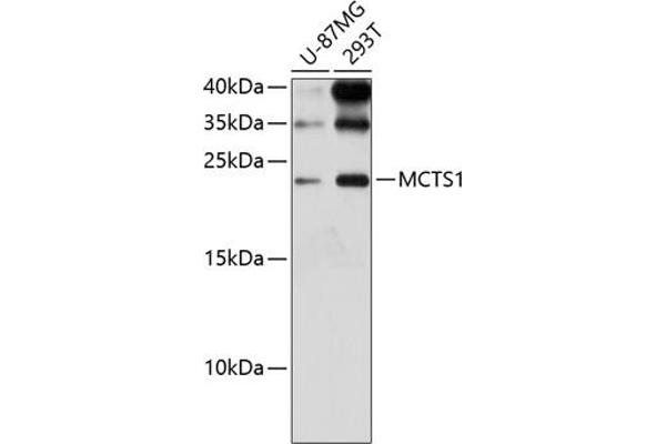 MCTS1 Antikörper  (AA 1-181)