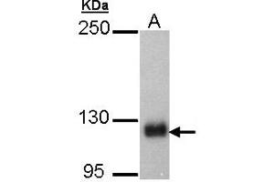 Image no. 1 for anti-SREBF chaperone (SCAP) (AA 977-1194) antibody (ABIN467517)