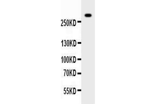 anti-Von Willebrand Factor (VWF) (AA 2535-2813) antibody