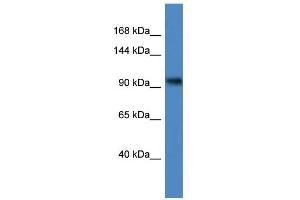 Image no. 1 for anti-Zinc Finger and BTB Domain Containing 4 (ZBTB4) (C-Term) antibody (ABIN2781124)