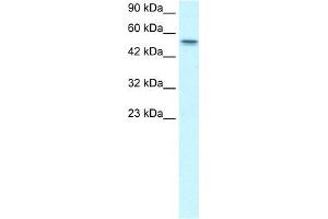 Image no. 2 for anti-Runt-Related Transcription Factor 1, Translocated To, 1 (Cyclin D-Related) (RUNX1T1) (Middle Region) antibody (ABIN1108915)
