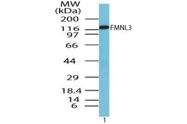 anti-Formin-Like 3 (FMNL3) (AA 150-200) antibody
