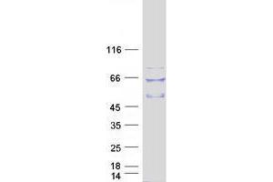 Image no. 1 for Tubby Like Protein 2 (TULP2) protein (Myc-DYKDDDDK Tag) (ABIN2734594)