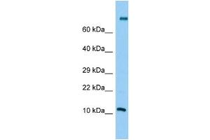 Image no. 1 for anti-Phospholipase A2, Group IIC (PLA2G2C) (Middle Region) antibody (ABIN2790672)