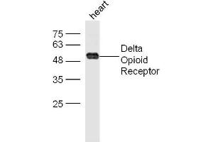 anti-Opioid Receptor, delta 1 (OPRD1) (AA 81-180) antibody