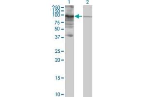 anti-Piwi-Like 3 (PIWIL3) (AA 1-882) antibody