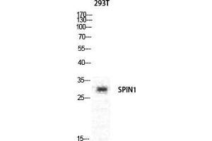 Image no. 2 for anti-Spindlin 1 (SPIN1) (Internal Region) antibody (ABIN3187039)