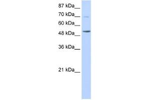 Image no. 1 for anti-IKAROS Family Zinc Finger 3 (Aiolos) (IKZF3) (N-Term) antibody (ABIN2780886)