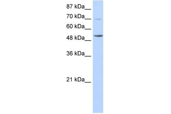 anti-IKAROS Family Zinc Finger 3 (Aiolos) (IKZF3) (N-Term) antibody
