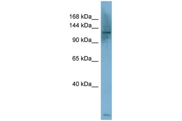 anti-phospholipase C, beta 1 (phosphoinositide-Specific) (PLCB1) (Middle Region) antibody