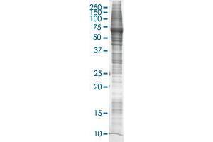 Western Blotting (WB) image for CEBPG HEK293 Cell Transient Overexpression Lysate(Non-Denatured) (ABIN1339774)