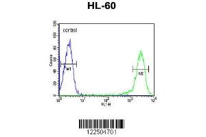 Image no. 2 for anti-Calcitonin Receptor (CALCR) (AA 465-494) antibody (ABIN651875)