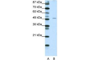 Image no. 1 for anti-Nuclear Factor I/B (NFIB) (Middle Region) antibody (ABIN2777544)