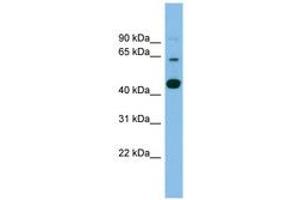 Image no. 1 for anti-Transmembrane Protein 195 (TMEM195) (AA 143-192) antibody (ABIN6744774)