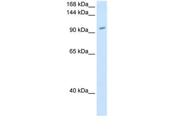 RNF40 Antikörper  (C-Term)