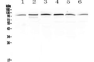 Image no. 1 for anti-Major Vault Protein (MVP) (AA 2-259) antibody (ABIN5692897)