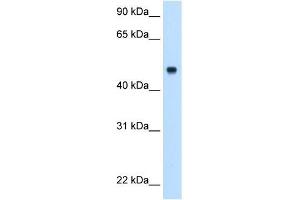 Image no. 3 for anti-Complement Component 8, beta Polypeptide (C8B) (Middle Region) antibody (ABIN634559)