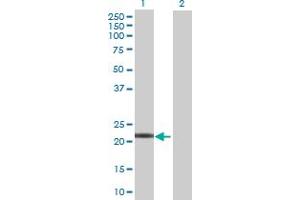 Western Blot analysis of LYG1 expression in transfected 293T cell line by LYG1 MaxPab polyclonal antibody.