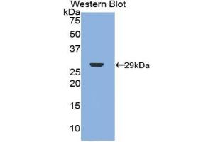 Merlin antibody  (AA 30-239)