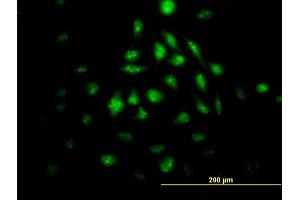 Image no. 1 for anti-Kruppel-Like Factor 10 (KLF10) (AA 1-110) antibody (ABIN520902)