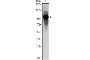 Image no. 1 for anti-Aryl Hydrocarbon Receptor Nuclear Translocator-Like (ARNTL) antibody (ABIN968967)