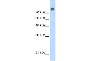 Image no. 3 for anti-Minichromosome Maintenance Complex Component 6 (MCM6) (C-Term) antibody (ABIN2774885)