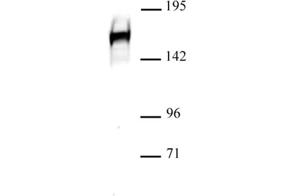 anti-Drosha, Ribonuclease Type III (DROSHA) (C-Term) antibody
