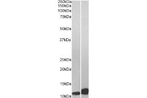Image no. 4 for anti-Macrophage Migration Inhibitory Factor (Glycosylation-Inhibiting Factor) (MIF) (C-Term) antibody (ABIN185406)