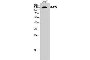 Image no. 1 for anti-Myosin Phosphatase, Target Subunit 1 (PPP1R12A) (Thr103) antibody (ABIN3185745)