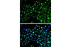 Image no. 1 for anti-Nuclear Factor, Interleukin 3 Regulated (NFIL3) antibody (ABIN4904521)