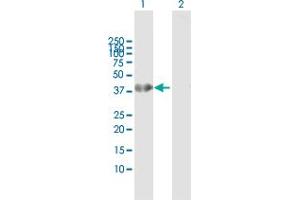 Image no. 2 for anti-Homeobox A1 (HOXA1) (AA 1-335) antibody (ABIN516596)