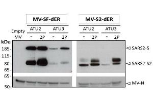 Western blot analysis of 884 SARS-CoV-2 S protein in cell lysates of Vero cells infected with the rMVs expressing SF-dER or S2-dER from either ATU2 or ATU3, with or without the 2P mutation.