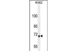 Image no. 1 for anti-Dpy-19-Like 1 (C. Elegans) (DPY19L1) (AA 557-586), (C-Term) antibody (ABIN5534968)