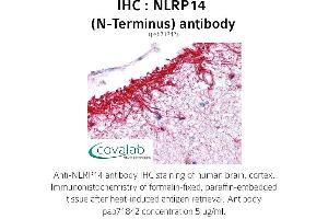 anti-NLR Family, Pyrin Domain Containing 14 (NLRP14) (N-Term) antibody