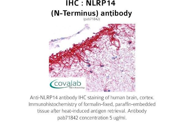 NLRP14 antibody  (N-Term)