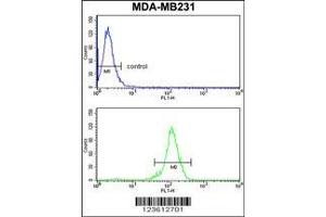 Image no. 2 for anti-Retinoblastoma Binding Protein 7 (RBBP7) (AA 1-30), (N-Term) antibody (ABIN652773)