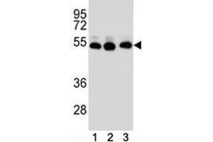 Image no. 5 for anti-Tubulin, beta 2B (TUBB2B) (AA 12-39) antibody (ABIN3029343)