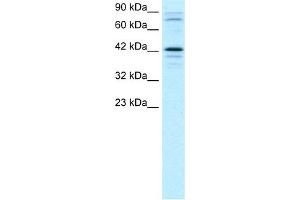 Image no. 1 for anti-SRY (Sex Determining Region Y)-Box 18 (SOX18) (Middle Region) antibody (ABIN2777726)