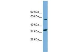 Image no. 1 for anti-X-Prolyl Aminopeptidase (Aminopeptidase P) 3, Putative (XPNPEP3) (AA 35-84) antibody (ABIN6745173)
