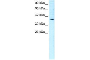 Image no. 1 for anti-FBJ Murine Osteosarcoma Viral Oncogene Homolog B (FOSB) (C-Term) antibody (ABIN2779692)