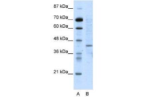 Image no. 2 for anti-Ring Finger Protein 1 (RING1) (N-Term) antibody (ABIN2780455)