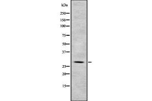 Image no. 1 for anti-COP9 Signalosome Complex Subunit 7a (COPS7A) (C-Term) antibody (ABIN6260971)