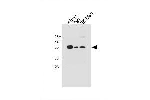 Image no. 4 for anti-Spinster Homolog 2 (SPNS2) (AA 68-94), (N-Term) antibody (ABIN1539538)