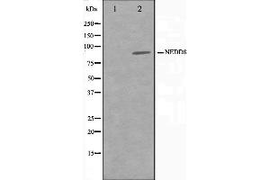 Image no. 3 for anti-Neural Precursor Cell Expressed, Developmentally Down-Regulated 8 (NEDD8) antibody (ABIN6263583)