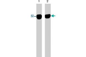 Image no. 1 for anti-Tubulin, alpha 1a (Tuba1a) antibody (ABIN533162)