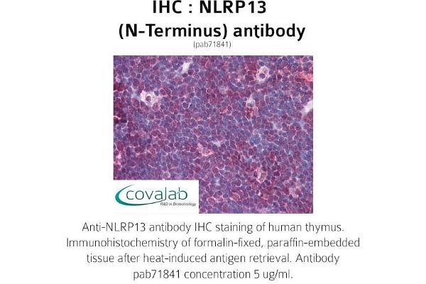 NLRP13 antibody  (N-Term)