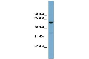 anti-Actin-Related Protein 10 Homolog (ACTR10) (Middle Region) antibody