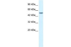 Image no. 1 for anti-Ankyrin Repeat Domain 11 (ANKRD11) (N-Term) antibody (ABIN2777996)